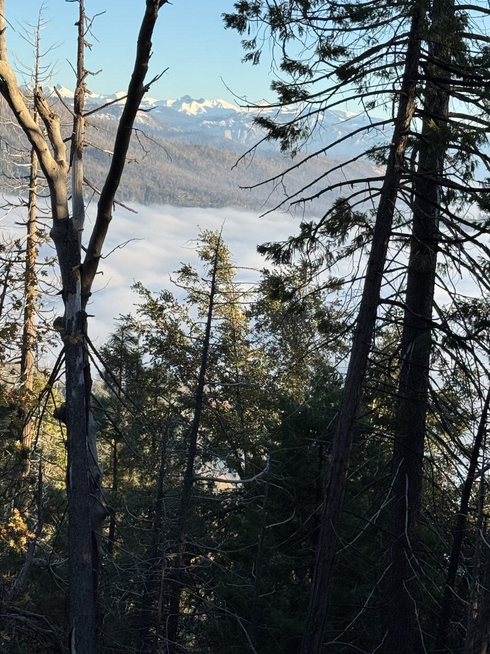 Pines on the mountain property, with a sea of clouds and snowy peaks beyond